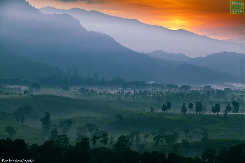 Kebun Teh, Photo by : Hidayat Ayatullah
